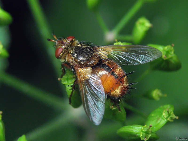 Tachina fera